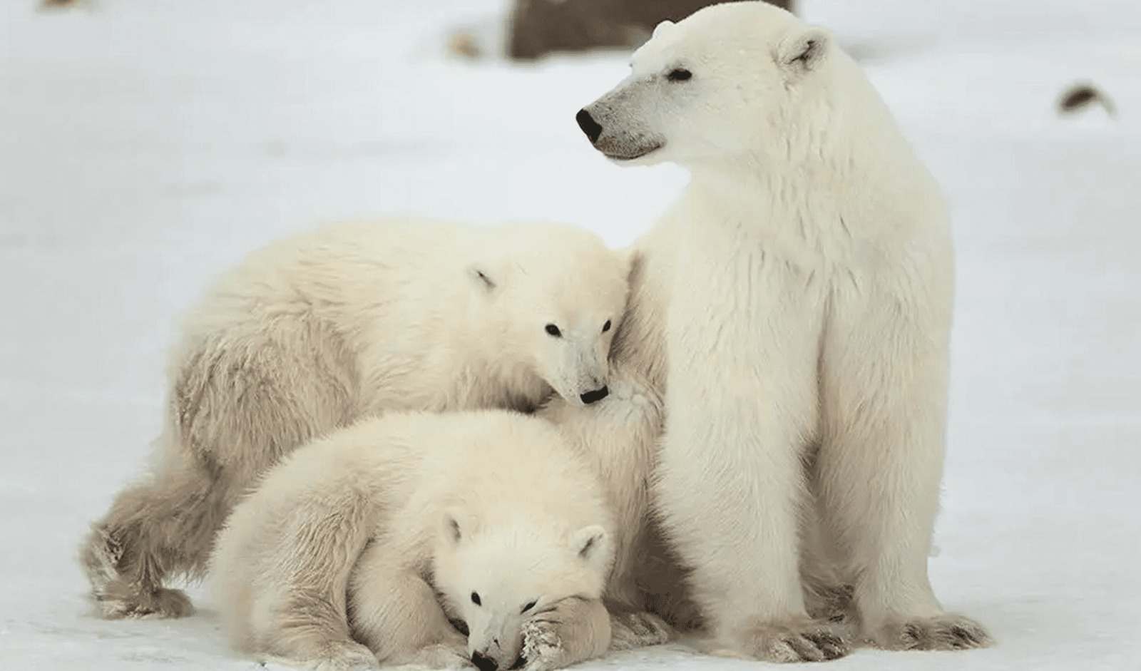 International Polar Bear Day: Celebrating the Arctic Giants